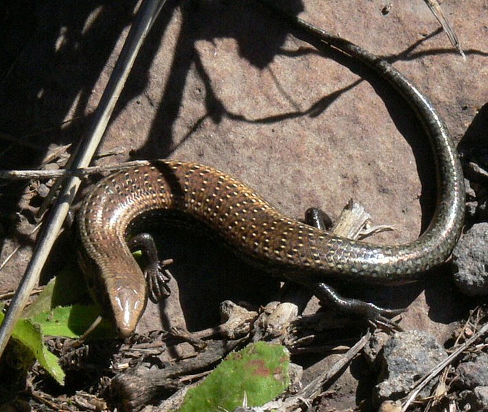 File:Skink von Gomera.jpg