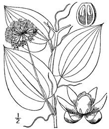 Smilax herbacea.png