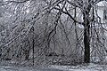 A tree covered in ice from the Northeastern Ice Storm of 2008.