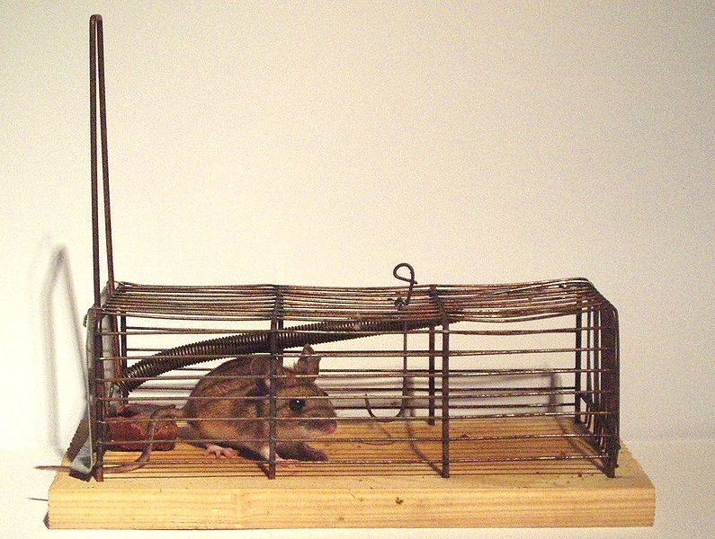 Файл:2005 mousetrap cage 1.jpg