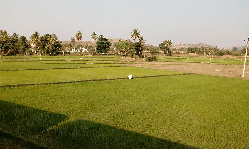 File:Agriculture near Chittor.jpg