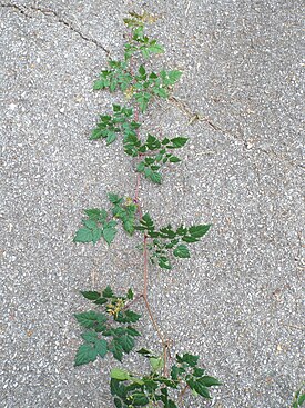 Виноградовник древовидный (Ampelopsis arborea)