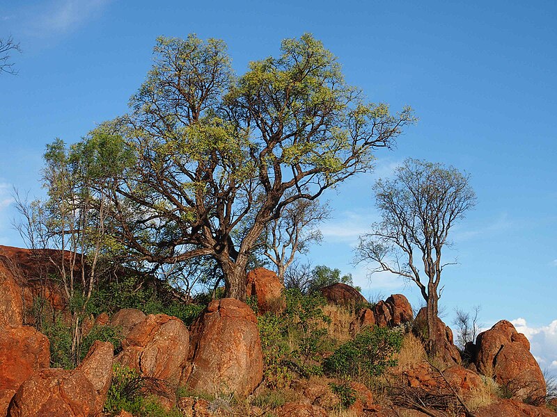 File:Bean trees.jpg