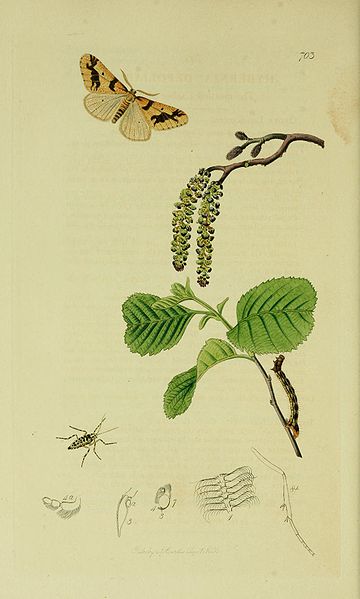 File:Britishentomologyvolume6Plate703.jpg