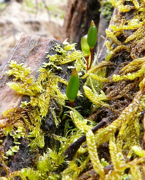 Файл:Buxbaumia viridis 060408a.jpg