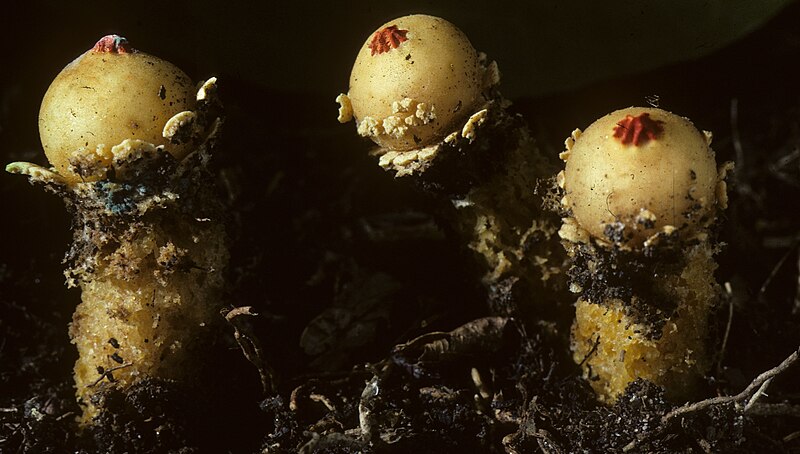 Файл:Calostoma lutescens 73334.jpg