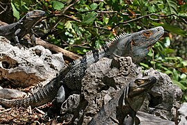 Iguana rayada