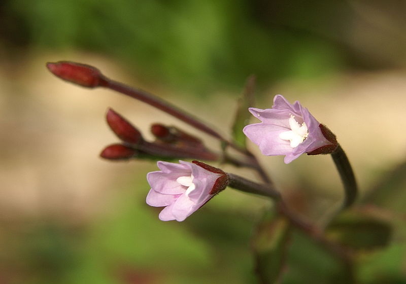 Файл:Epilobium montanum PID1632-2.jpg