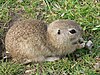 European ground squirrel