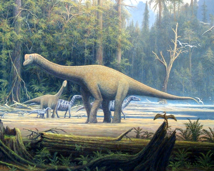 File:Europasaurus holgeri detail.png