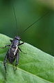 Ground Cricket, Nemobiinae sp. (male)