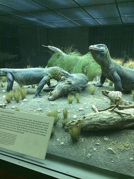 File:Komodo Dragon Diorama.jpg