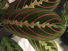 Maranta leuconeura var. erythroneura1.jpg