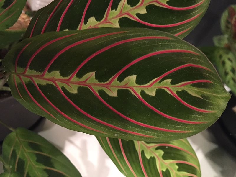 Файл:Maranta leuconeura var. erythroneura1.jpg