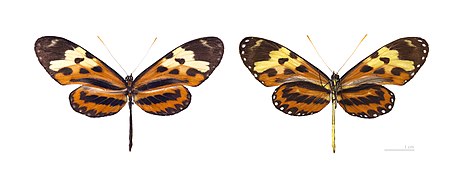 Museum specimen ♂ Both sides