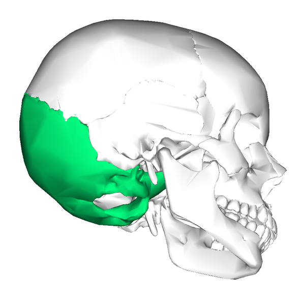 File:Occipital bone lateral2.png