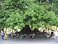 Ombú in a Buenos Aires city park. Prized for its copious shade, it has been planted liberally through the pampas