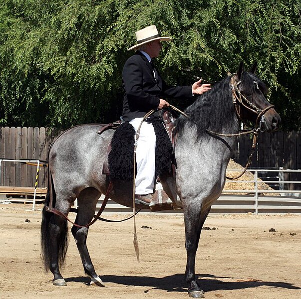 File:Peruvian Paso.jpg