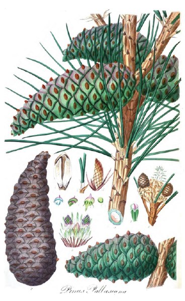 Файл:Pinus pallasiana1.jpg