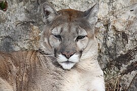 Puma (Puma concolor)