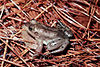 A brown frog