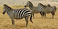 The stripes of Plains Zebras blend together making it difficult to distinguish an individual animal.