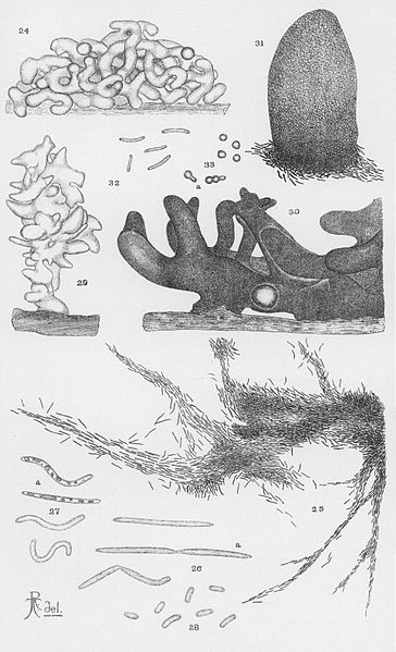 File:Thaxter-Myxobacteria-3.jpg