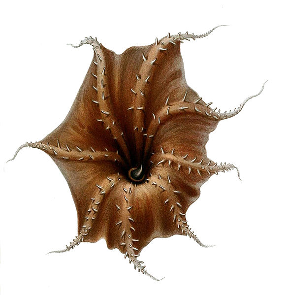 File:Vampyroteuthis infernalis arms.jpg