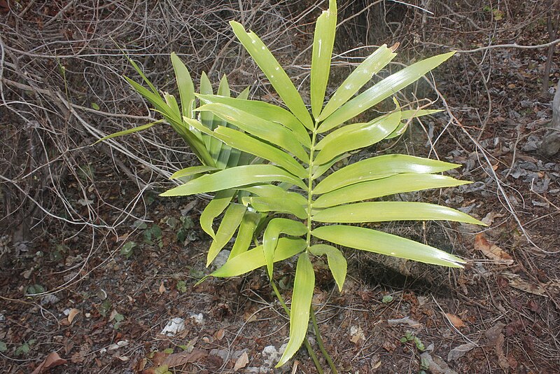 File:Zamia paucijuga zz1.jpg