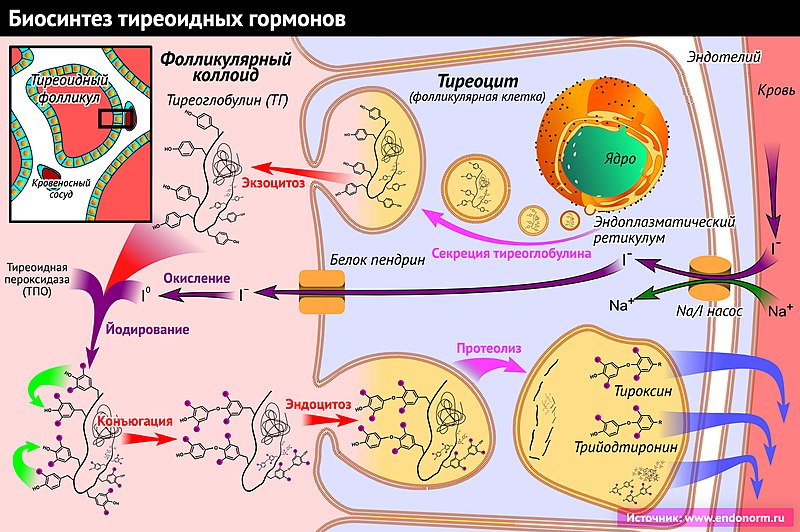 Файл:Биосинтез тиреоидных гормонов.jpg