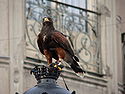 Águila de Harris, América