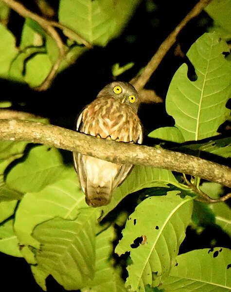 File:Andaman Hawk Owl 01.jpg