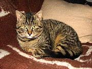 A tabby cat, which has a functional agouti gene.