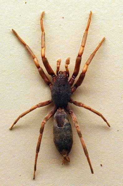 File:AustralianMuseum spider specimen 57.JPG