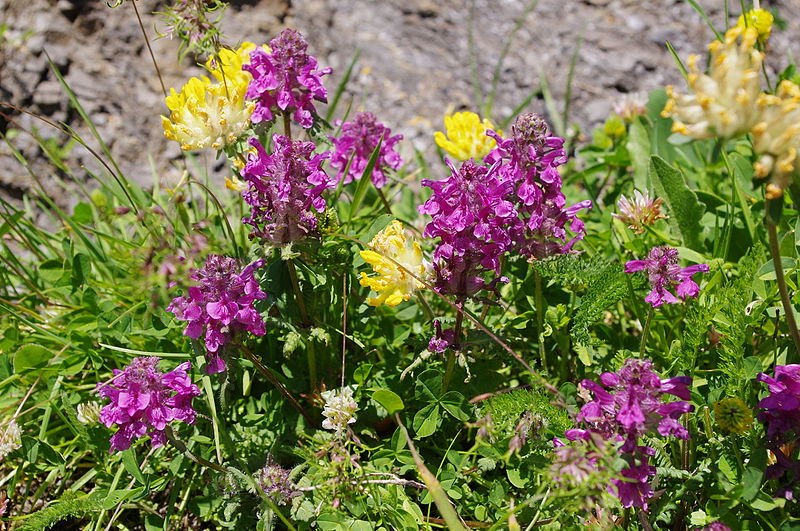 File:Bachalpseeflowers.jpg