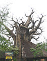 A Baobab