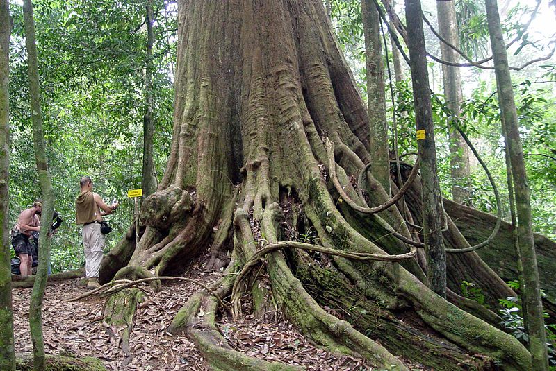 File:Biggest Chengal tree.jpg