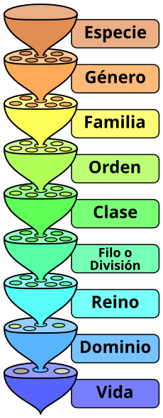 Archivo:Biological classification L Pengo-es.svg