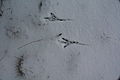 wintertime bird tracks, Kelowna British Columbia, Canada (18 megapixels)