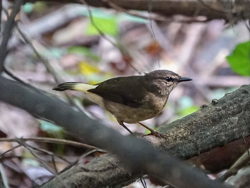 Archivo:Buff-rumpled Warbler (38931523820).jpg