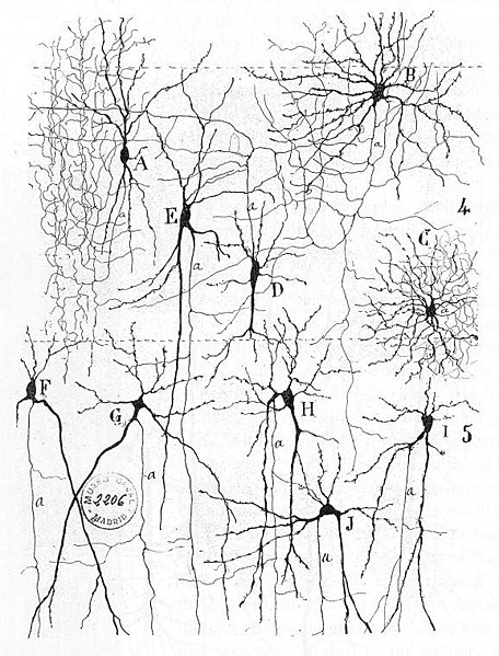 File:Cajal actx inter.jpg