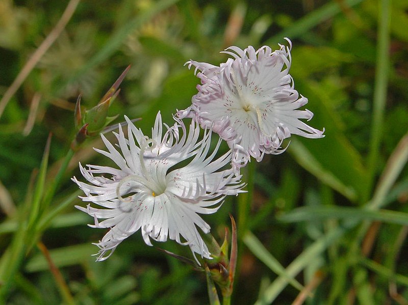 File:Caryophyllaceae - Dianthus monspessulanus-2.JPG