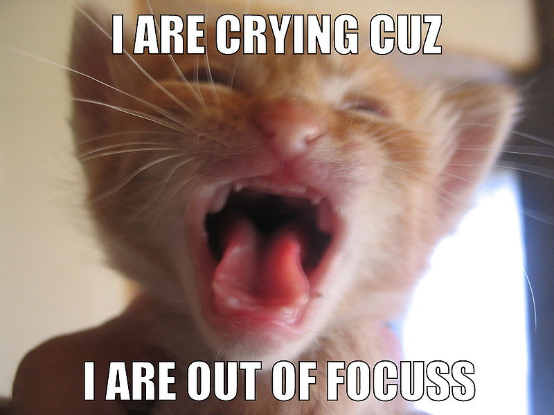 Archivo:Cat crying (Lolcat).jpg