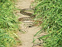 Mainland tiger snake Banyule Flats Reserve, Melbourne, VIC