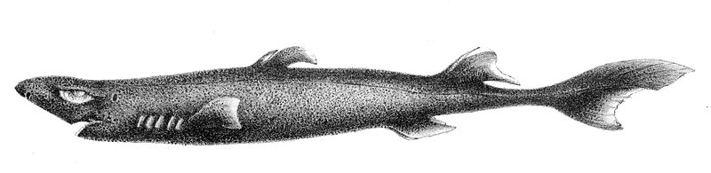 File:Etmopterus pusillus2.jpg