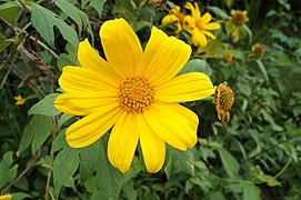 Tithonia diversifolia en el estado Trujillo.