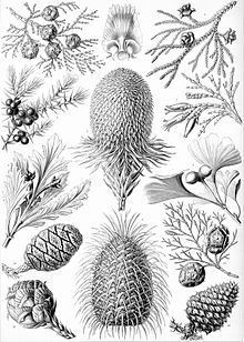 Haeckel Coniferae.jpg