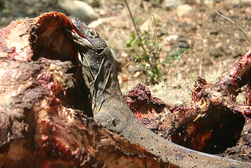 File:Komodo Dragon Eating Rinca.jpg