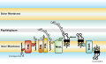 LPS Final Assembly: O-antigen subunits are translocated across the inner membrane (by Wzx) where they are polymerized (by Wzy, chain length determined by Wzz) and ligated (by WaaL) on to complete Core-Lipid A molecules (which were translocated by MsbA).[6]