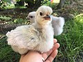 Picture of two Lavender Orpington chicks in Ontario, Canada.